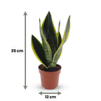 4× Sansevieria Future Superb (Bogenhanf) im weißen Übertopf von Potter – Ø 12 cm, 35 cm hoch