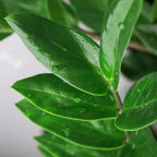 2× Zamioculcas (ZZ-plante) – Ø17 cm, 65–75 cm høj