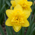 Narcis 'Golden Ducat' – 10 blomsterløg (løgstørrelse 12/14)