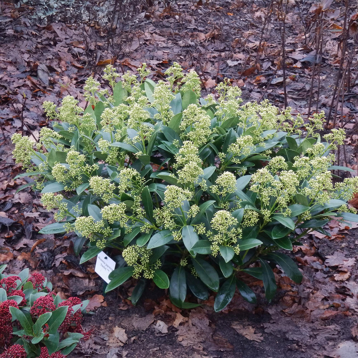 Skimmia japonica 'Finchy' – weiß – 3 Pflanzen, Ø15 cm, 30 cm hoch – Bild 5