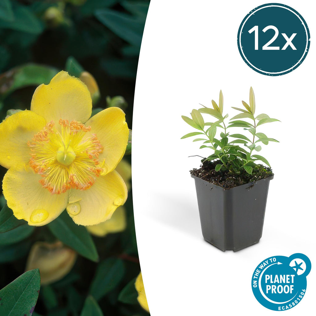 Hypericum calycinum (hertshooi) – 12 planten, Ø9 cm, 10–25 cm hoog – foto 2