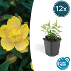 Hypericum calycinum (hertshooi) – 12 planten, Ø9 cm, 10–25 cm hoog