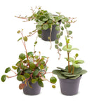 3× Baby Peperomia Mix – Ø6 cm, 5–15 cm høj