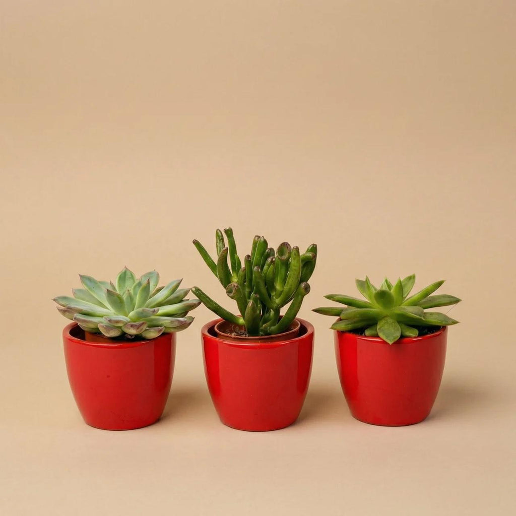 Sukkulenten – Ø 6 cm, 8–12 cm hoch