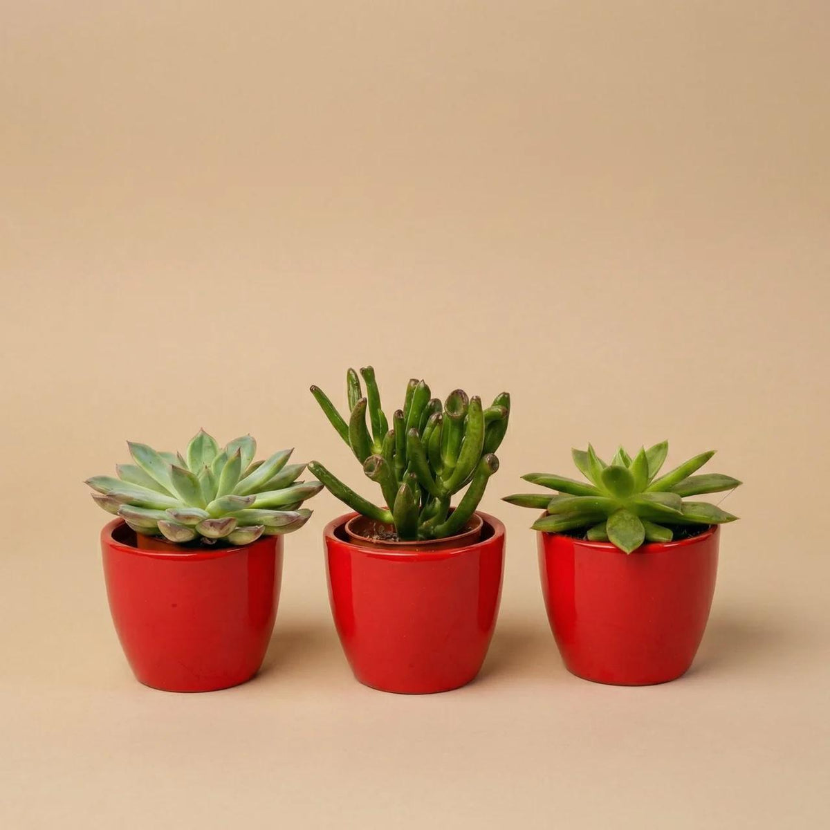 Sukkulenten – Ø 6 cm, 8–12 cm hoch