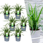 Carex morrowi 'Irish Green' (soft rush) – 6 plants, Ø14 cm, 25 cm high