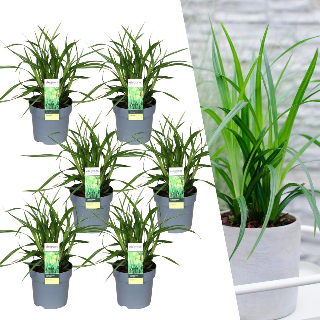 Carex morrowi 'Irish Green' (Segge) – 6 Pflanzen, Ø14 cm, 25 cm hoch