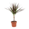 Dracaena Magenta (Drachenbaum) – Ø 12 cm, 50 cm hoch