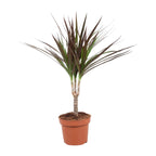 Dracaena Magenta (Drachenbaum) – Ø 12 cm, 50 cm hoch