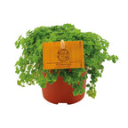 Pilea Depressa – Ø11 cm, 15 cm hoog