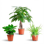 Plantemiks – Ø12 cm