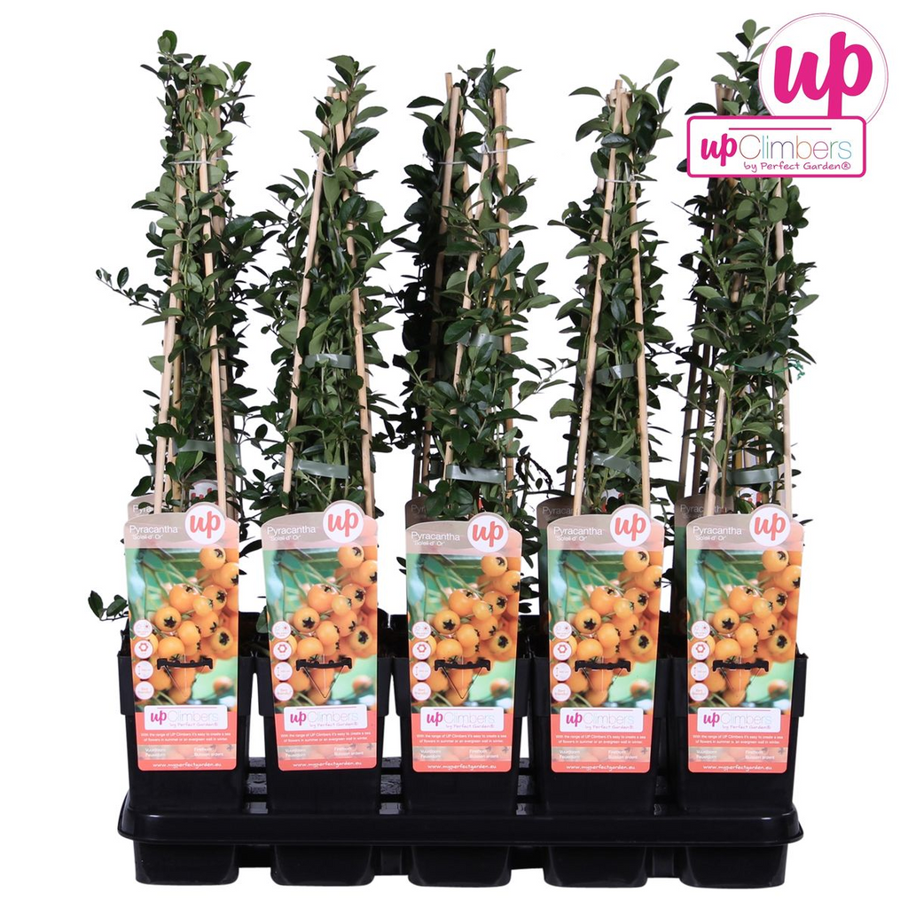 Pyracantha 'Soleil DOr' (Feuerdorn) – Ø15 cm, 65 cm hoch – Bild 4