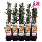 Pyracantha 'Soleil DOr' (Feuerdorn) – Ø15 cm, 65 cm hoch