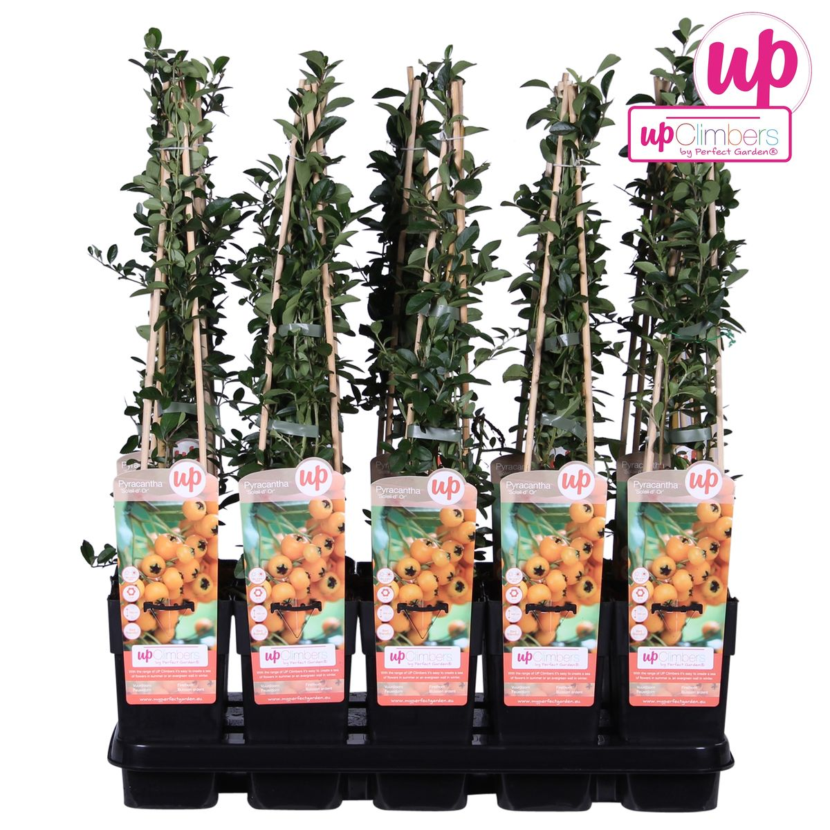Pyracantha 'Soleil DOr' (firethorn) – Ø15 cm, 65 cm high – photo 4