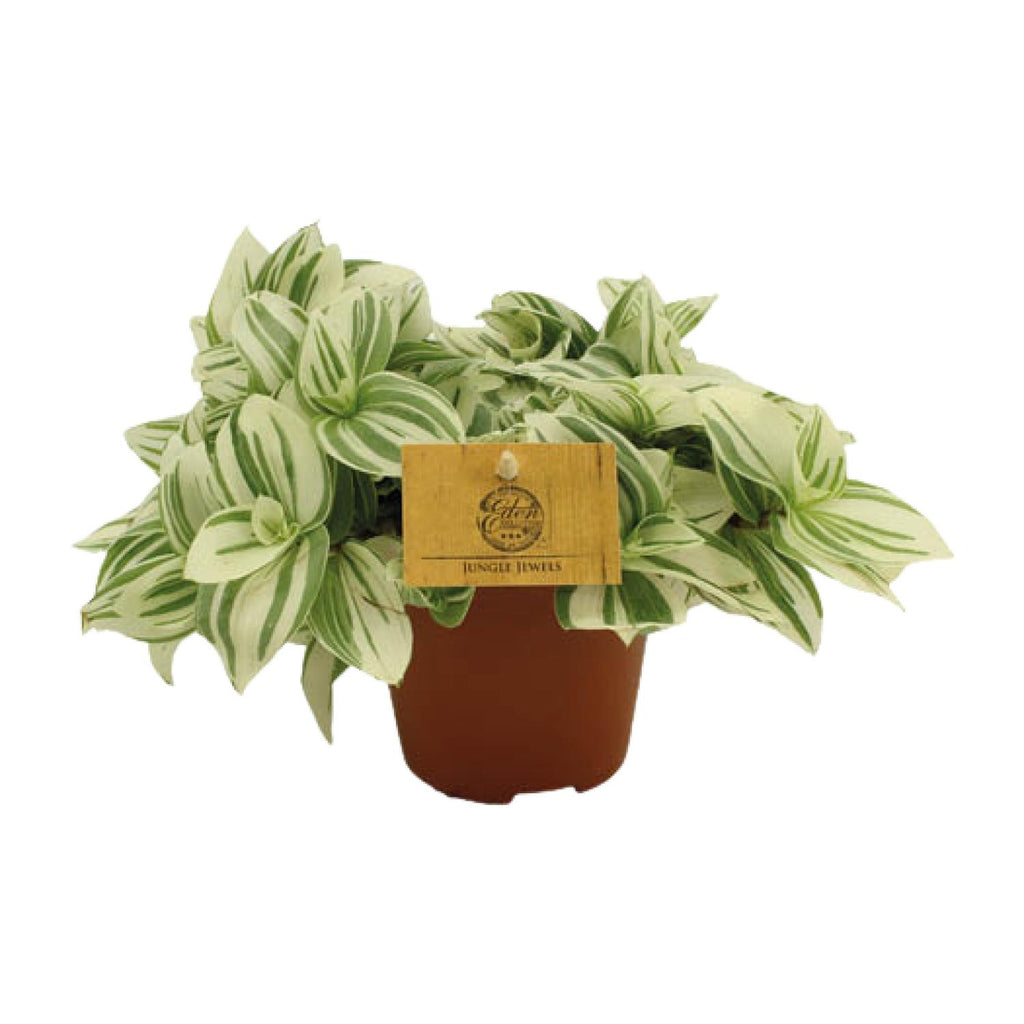 Tradescantia Brightness – Ø12 cm, 20 cm høj