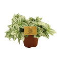 Tradescantia Brightness – Ø12 cm, 20 cm høj