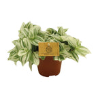 Tradescantia Brightness – Ø12 cm, 20 cm høj