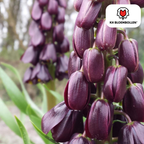 Couronne impériale 'Purple Favorite' – 5 bulbes