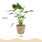 Alocasia Cucullata (Elefantenohr) mit Korb – Ø 21 cm, 65–70 cm hoch