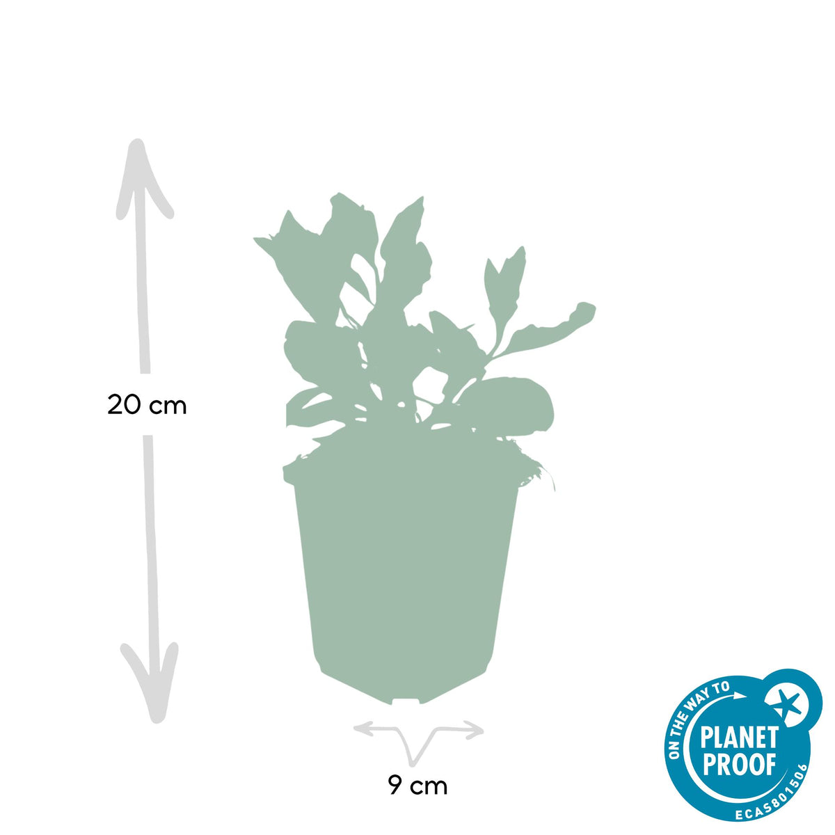 Aster ageratoides 'Asran' – 60 Pflanzen, Ø9 cm, 10–25 cm hoch