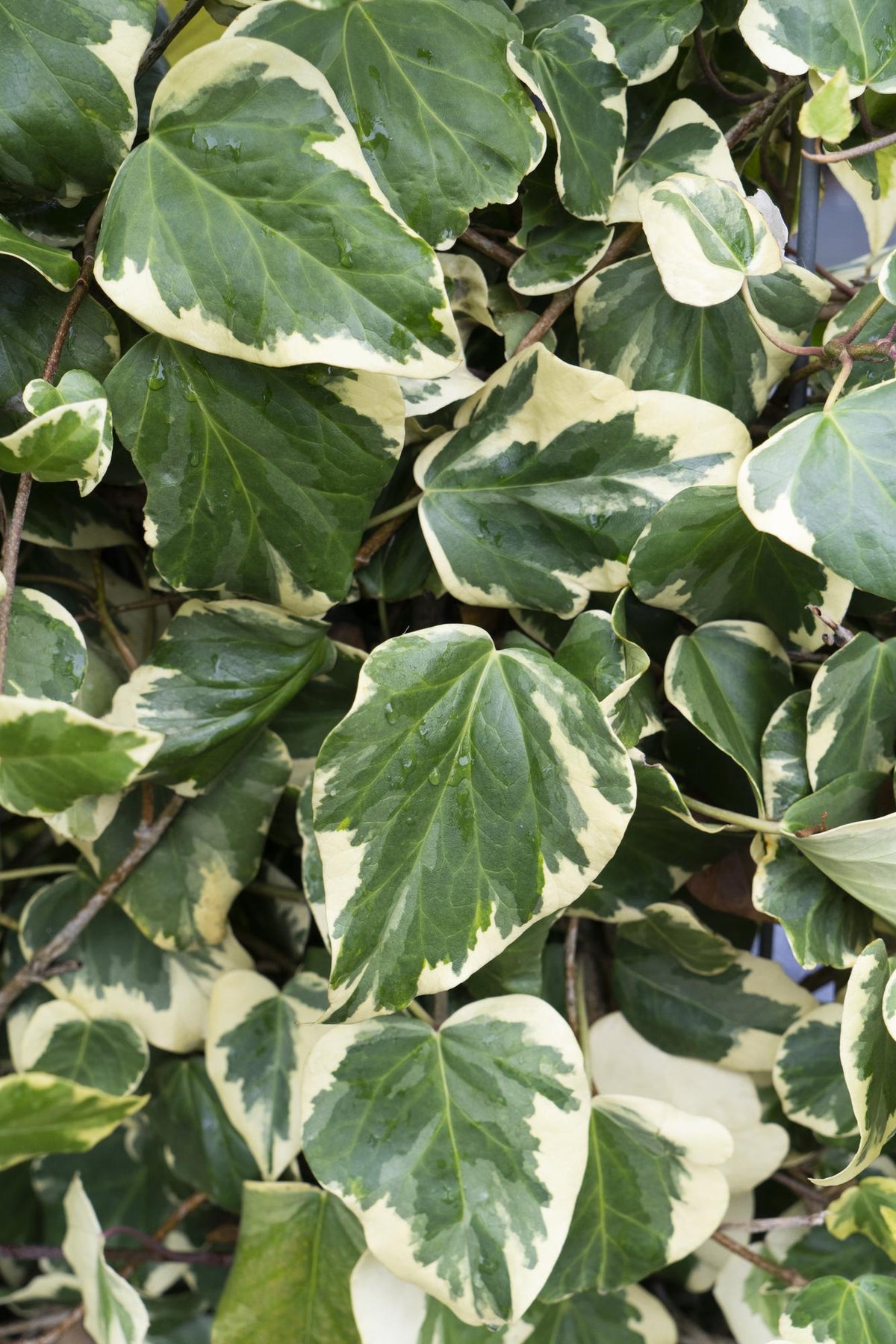 Hedera colchica 'Dentata Variegata' (klimop) – Ø15 cm, 65 cm hoog – foto 3