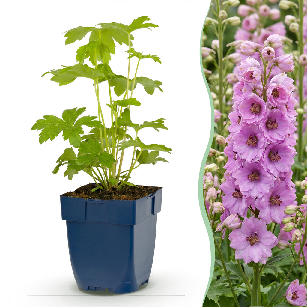 Delphinium 'Astolat' (pied-d'alouette) – rose – Ø11 cm, 15–25 cm de haut