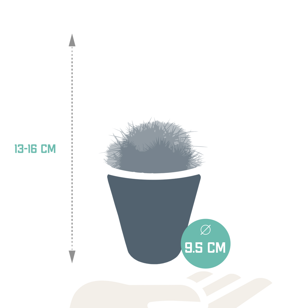 3× Mix de cactus globulaires (Cactaceae) en pot blanc – Ø10 cm, 16 cm de haut