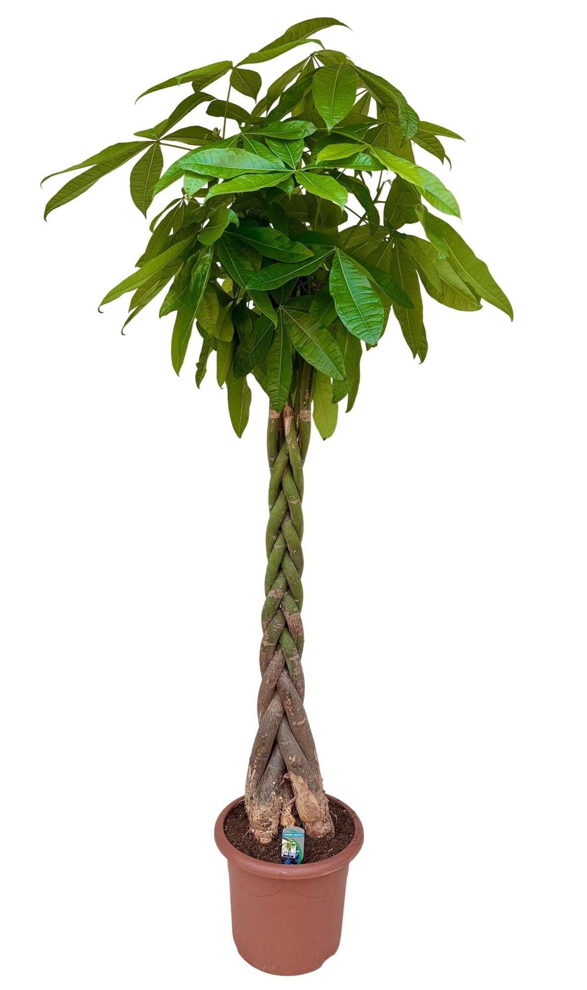 Pachira aquatica (Geldbaum) – Ø 32 cm, 210 cm hoch