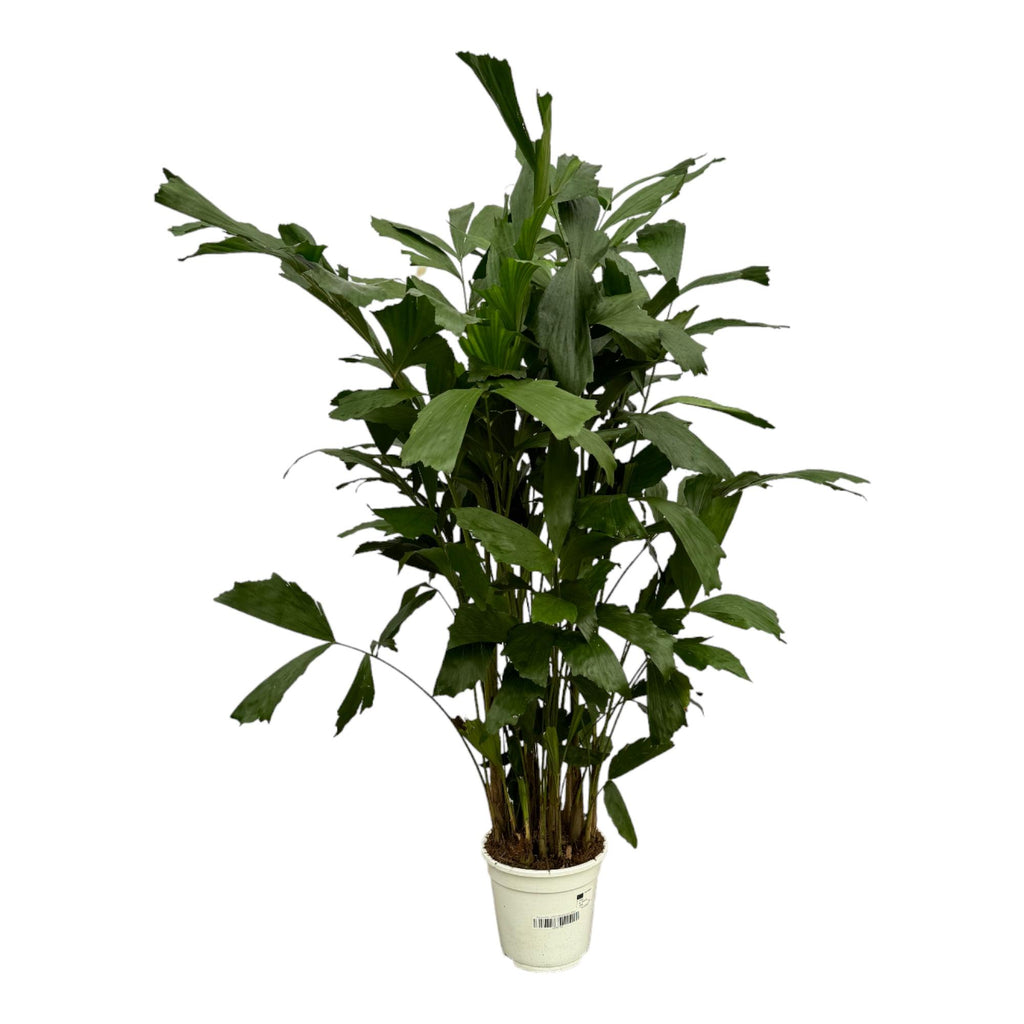 Caryota Mitis (vissenstaartpalm) – Ø21 cm, 120 cm hoog