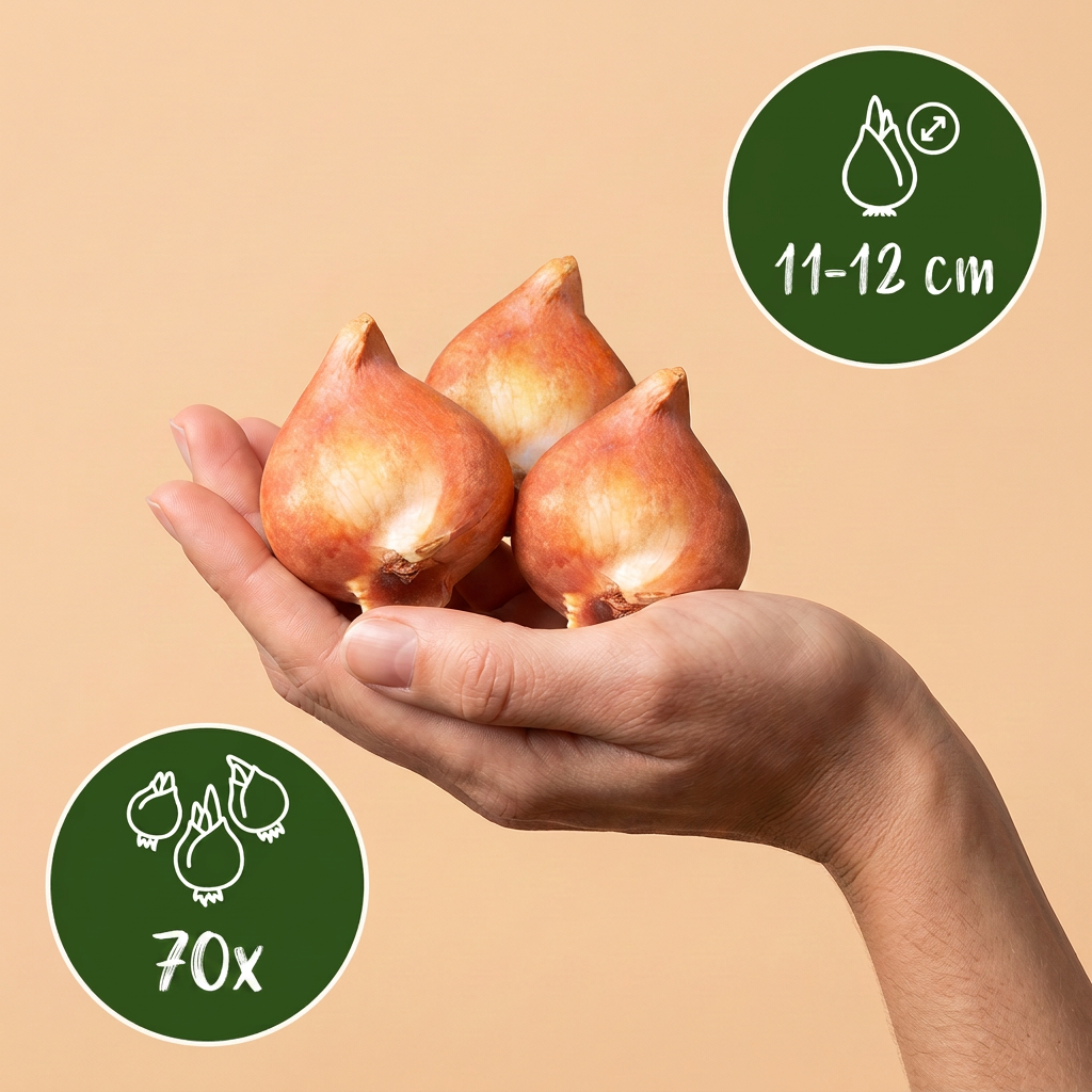 Tulpenmix 'Triumph' – 70 Blumenzwiebeln (Zwiebelgröße 11/17)