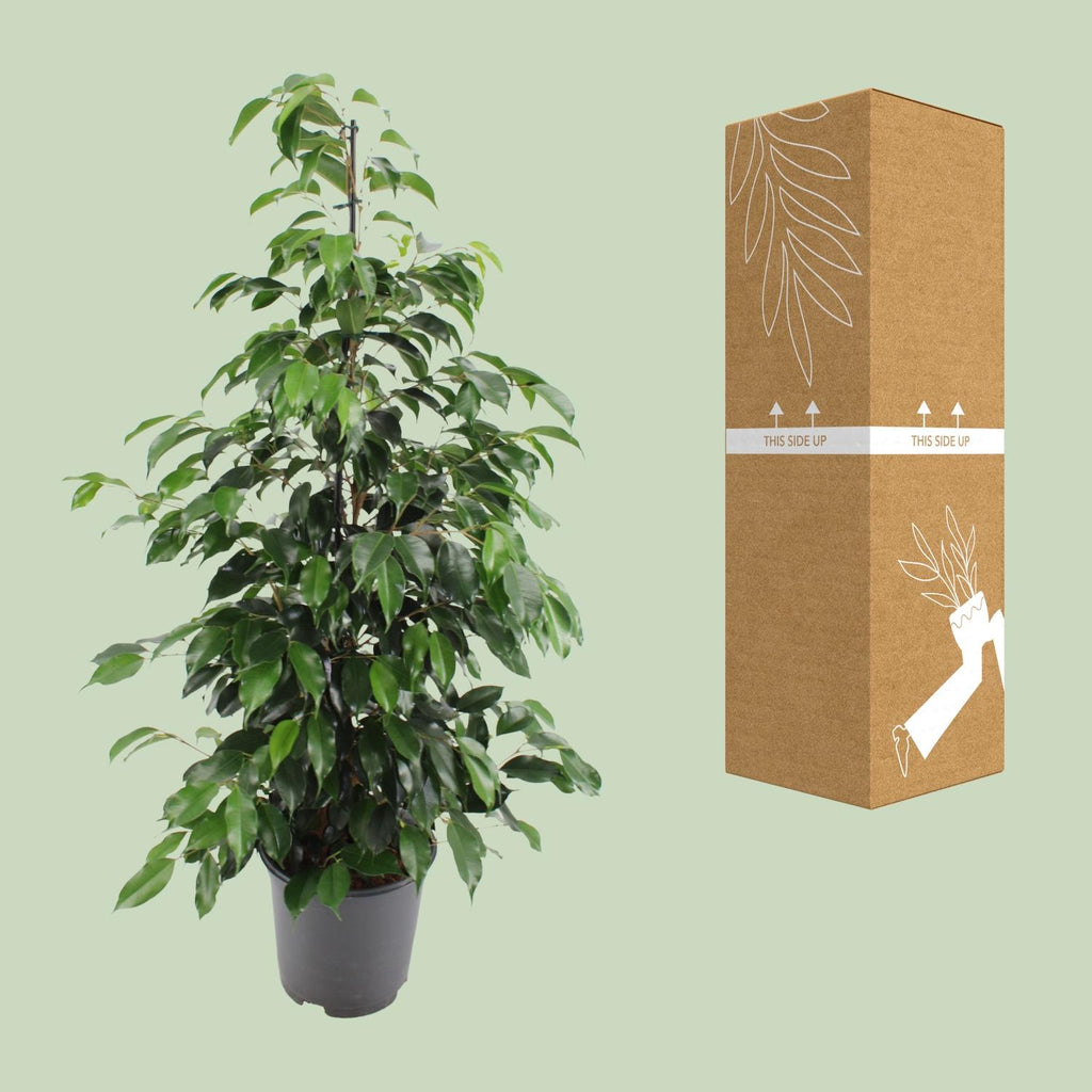 Ficus benjamina Danielle (Weihnachtsfeige) – Ø 21 cm, 95 cm hoch