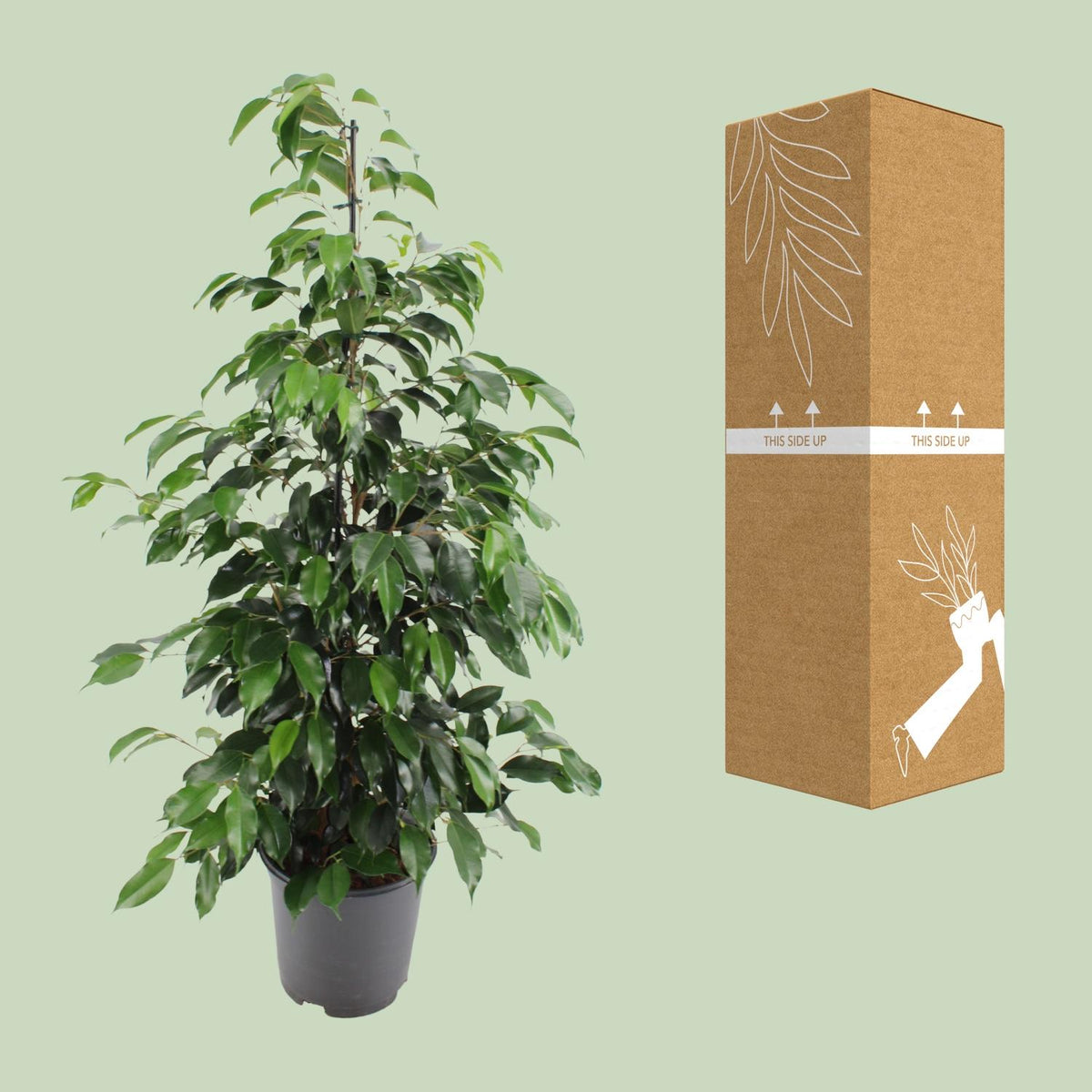 Ficus benjamina Danielle (treurvijg) – Ø21 cm, 95 cm hoog