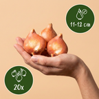 Tulp 'Positive Vibe' – 20 bloembollen (bolmaat 11/12)