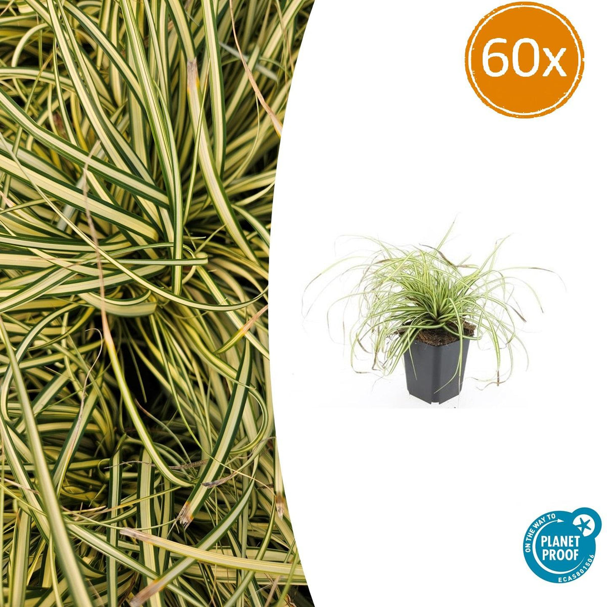 Carex oshim. 'Evergold' (zegge) – 60 planten, Ø9 cm, 10–25 cm hoog