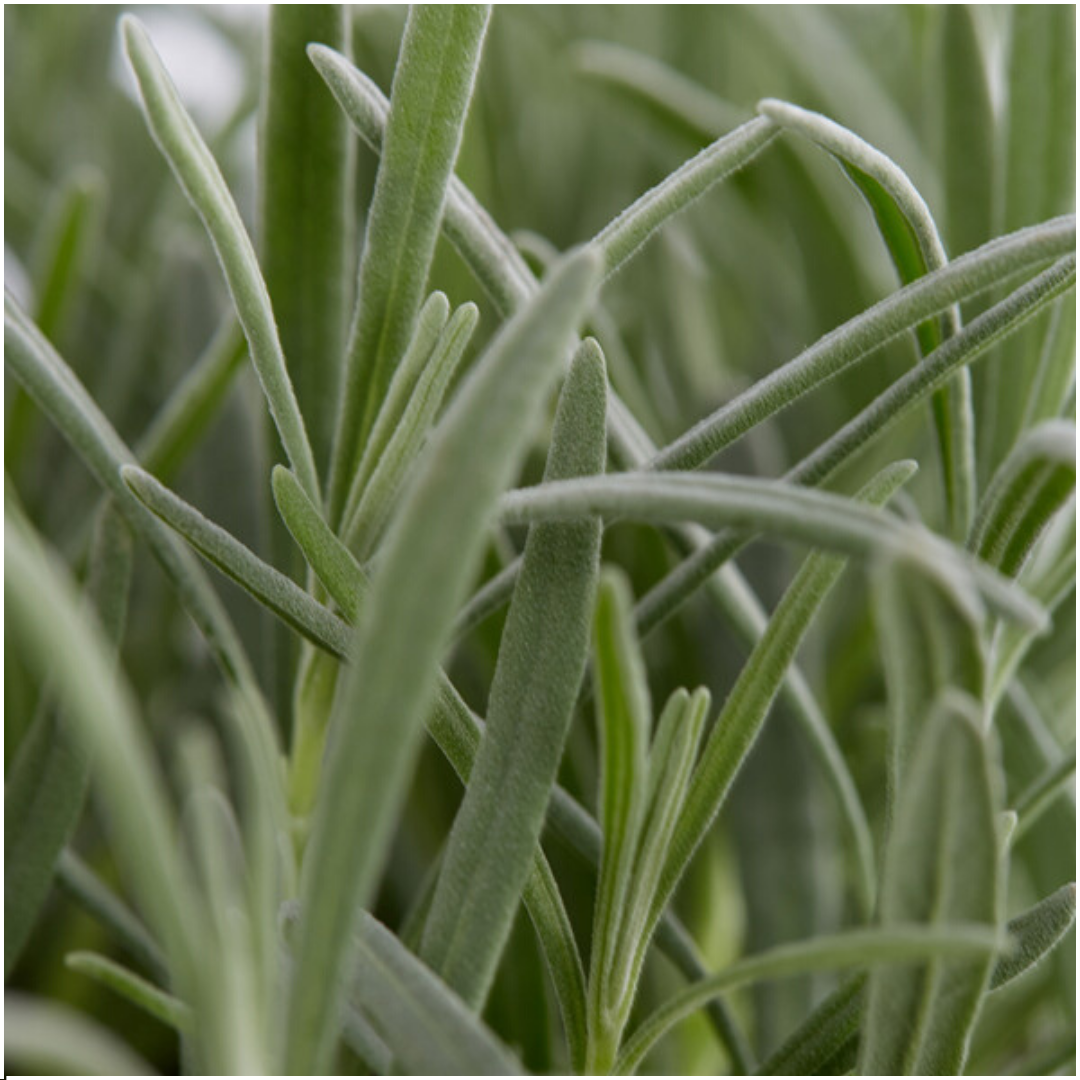 Lavendel (Lavandula) – 12 planten, Ø7 cm, 15 cm hoog