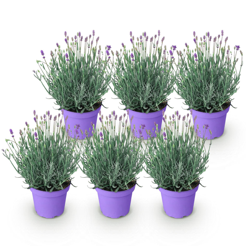 Lavandula angustifolia 'Munstead' (lavande) – violet – 6 plants, Ø12 cm, 15–25 cm de haut – photo 2