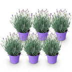 Lavandula angustifolia 'Munstead' (lavande) – violet – 6 plants, Ø12 cm, 15–25 cm de haut