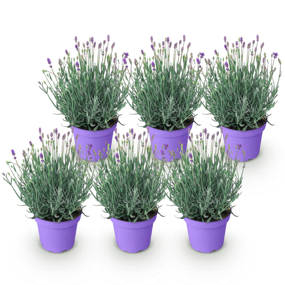Lavandula angustifolia 'Munstead' (lavendel) – paars – 6 planten, Ø12 cm, 15–25 cm hoog
