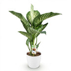 Dieffenbachia en pot décoratif blanc – Ø21 cm, 90–100 cm de haut