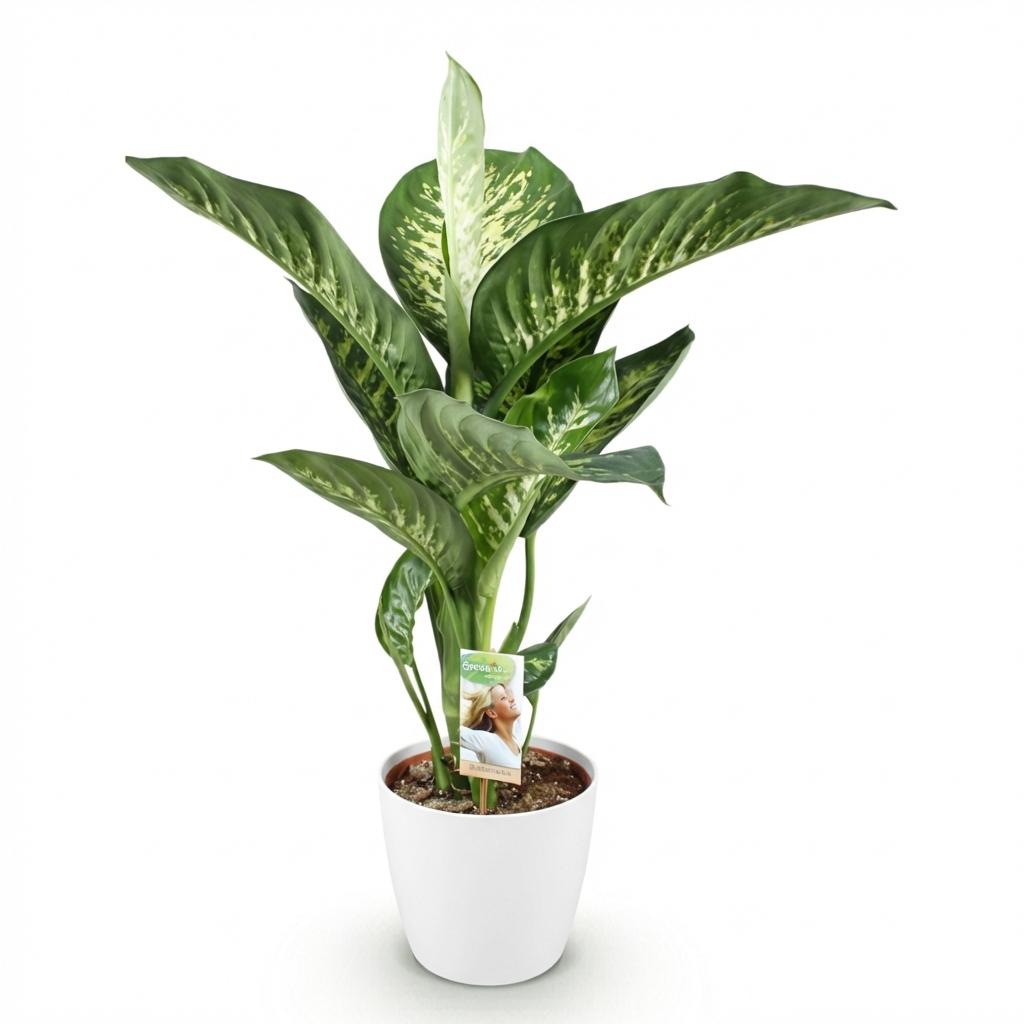 Dieffenbachia in Potter-sierpot wit – Ø21 cm, 90–100 cm hoog