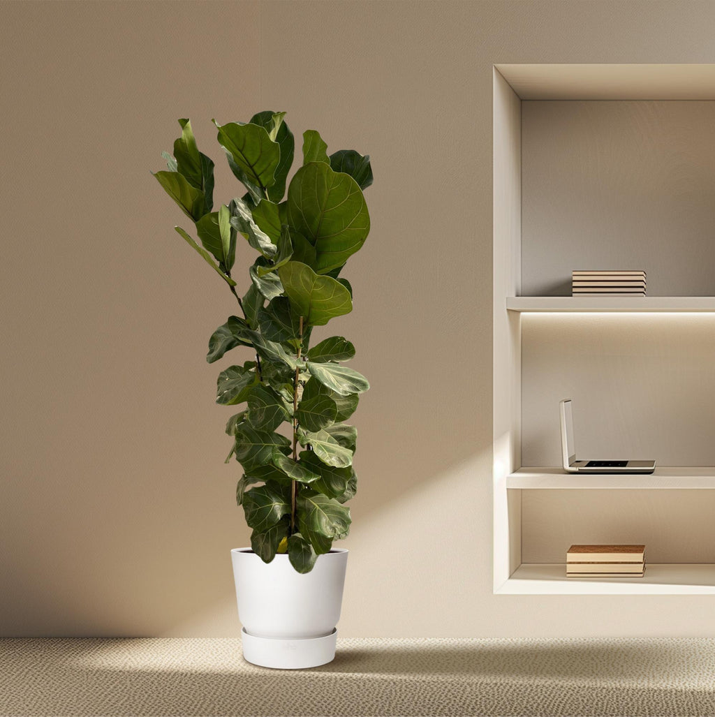Ficus lyrata Strauch (Geigenblattscheibe) – Ø 27 cm, 170 cm hoch