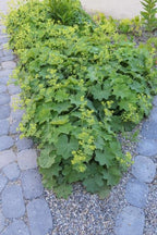 Alchemilla mollis (lady's mantle) – 12 plants, Ø9 cm, 10–25 cm tall
