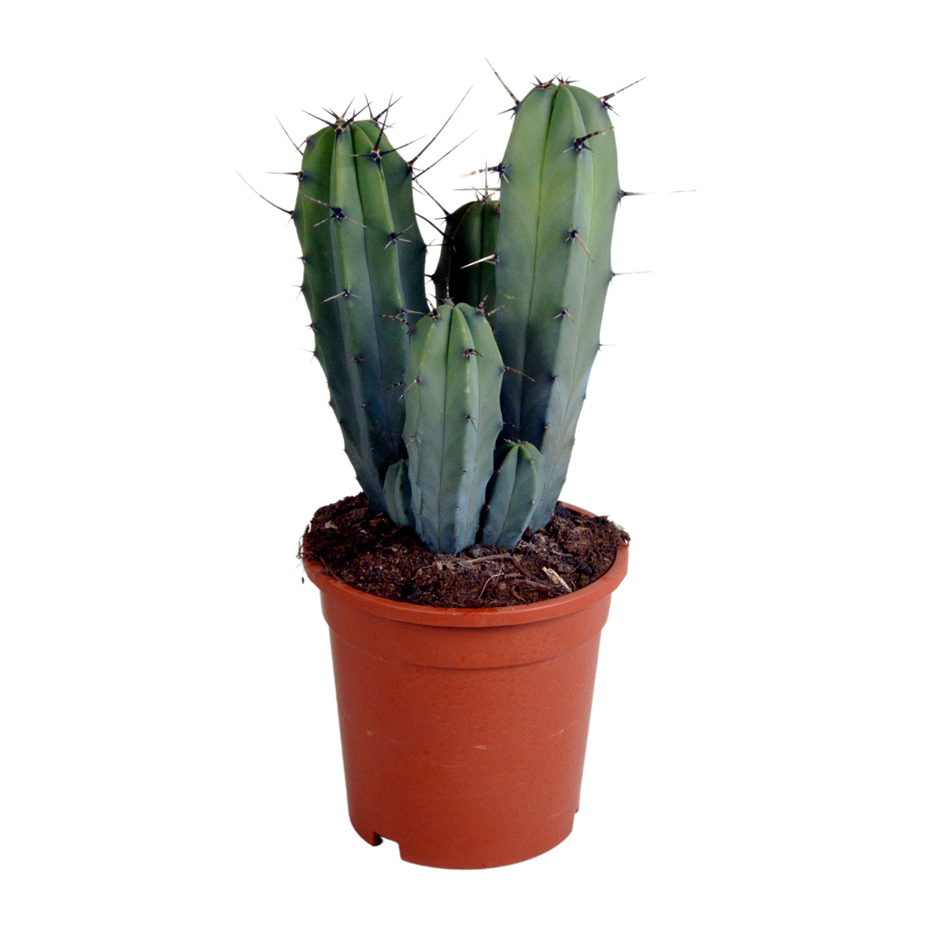 Myrtillocactus geometrizans (Cactaceae) sans pot décoratif – Ø17 cm, 40 cm de haut