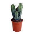 Myrtillocactus geometrizans (Cactaceae) sans pot décoratif – Ø17 cm, 40 cm de haut