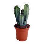 Myrtillocactus geometrizans (Cactaceae) sans pot décoratif – Ø17 cm, 40 cm de haut