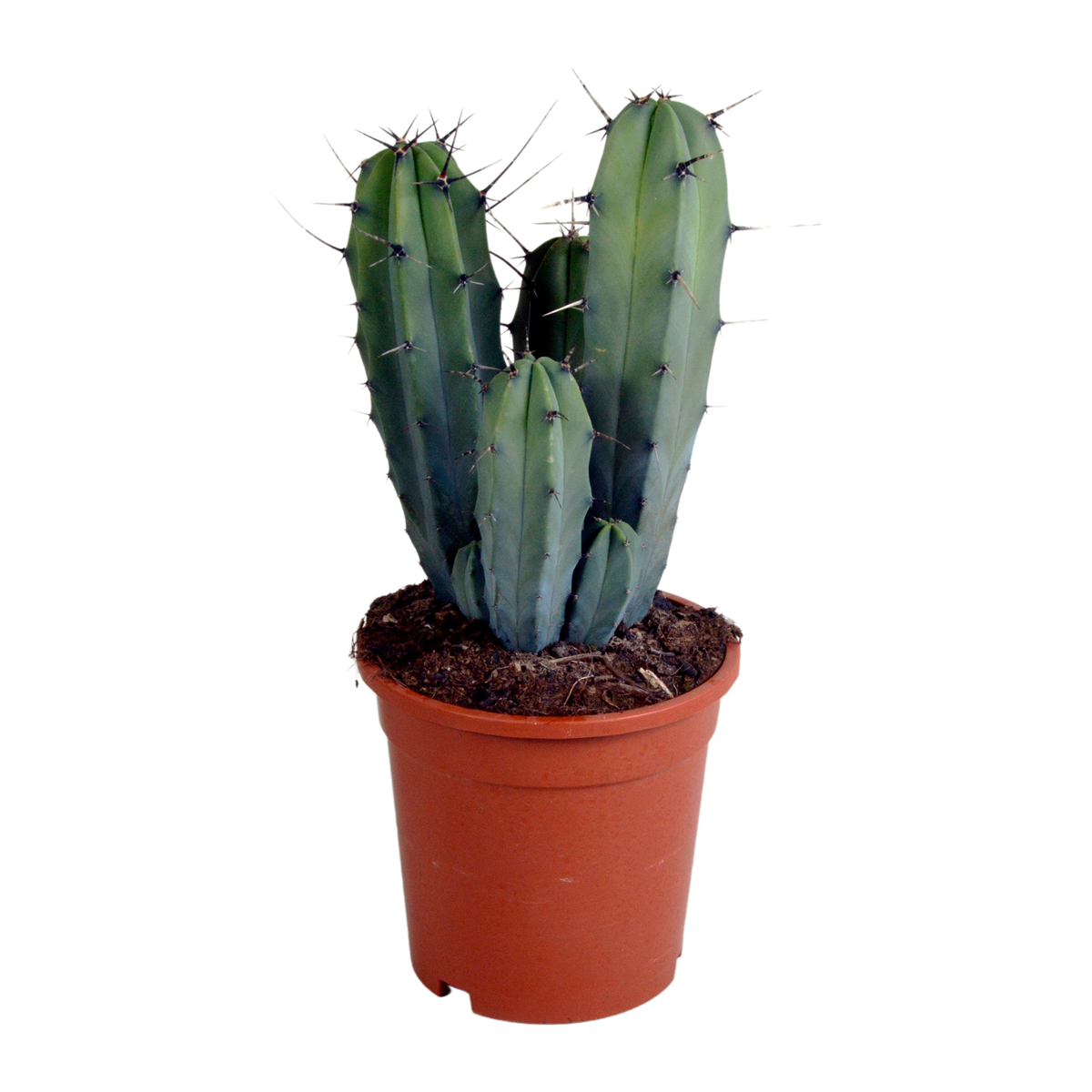Myrtillocactus geometrizans (Cactaceae) sans pot décoratif – Ø17 cm, 40 cm de haut