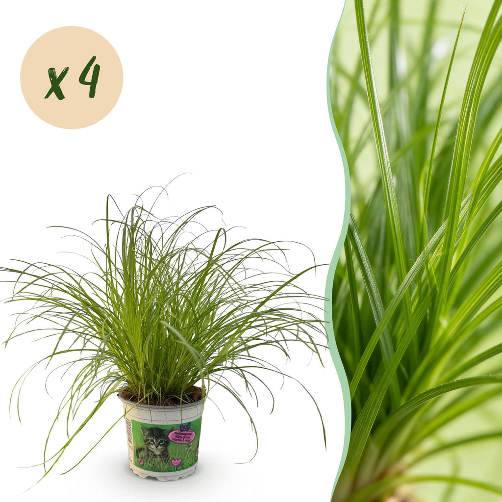 4× Cyperus alternifolius Zumula (cyperusgras) – Ø12 cm, 28–30 cm hoog