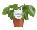 Pilea Sugar – Ø13 cm, 20 cm høj