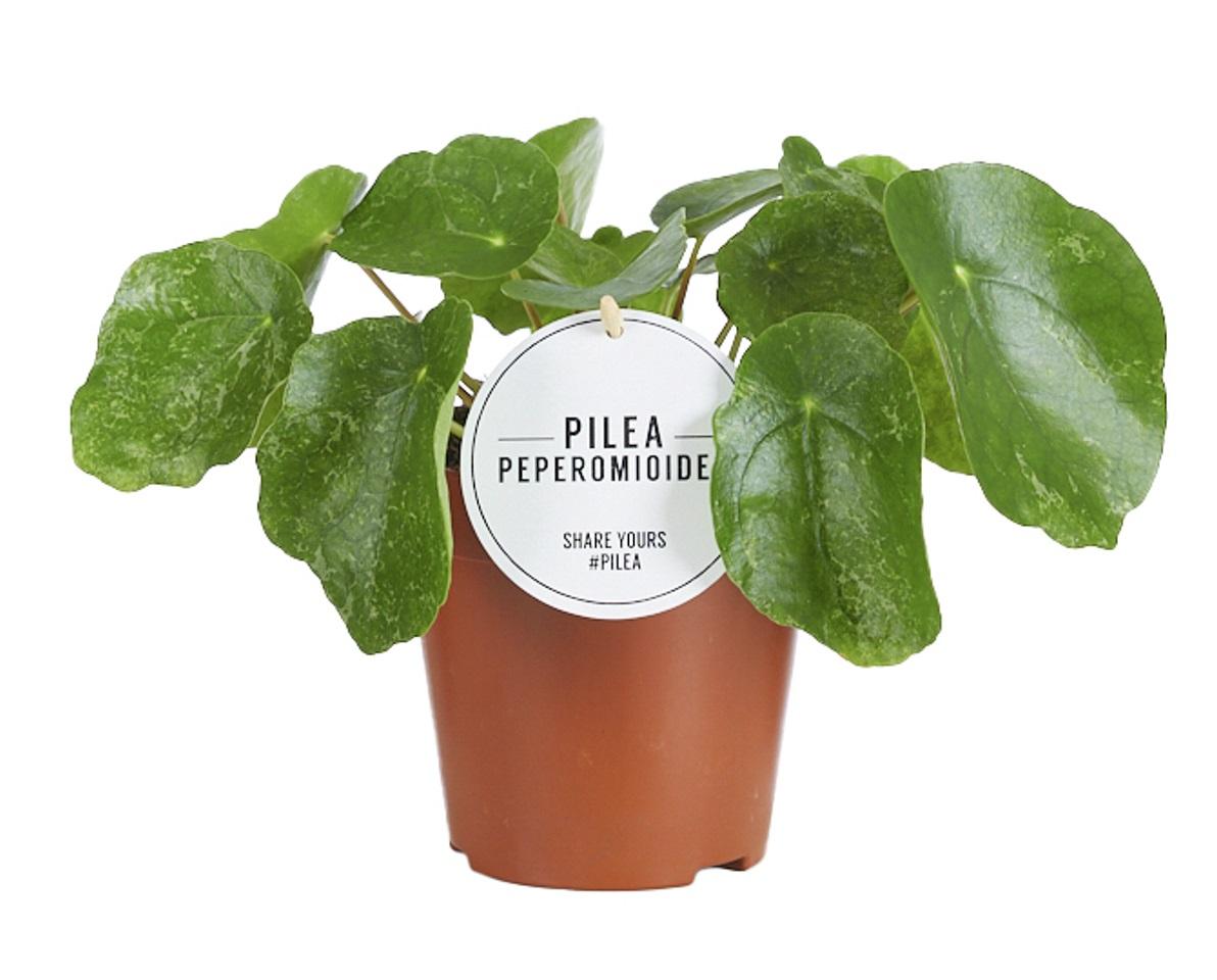 Pilea Sugar – Ø13 cm, 20 cm høj