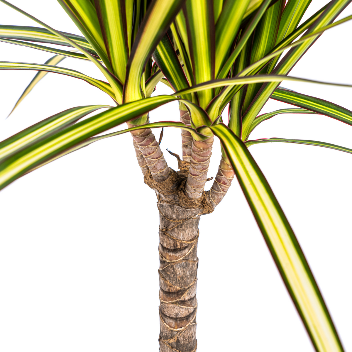 Dracaena marginata Sunray (drakenboom) – Ø17 cm, 60–80 cm hoog